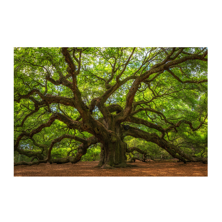 Quadro Decorativo Árvore Impactante 2