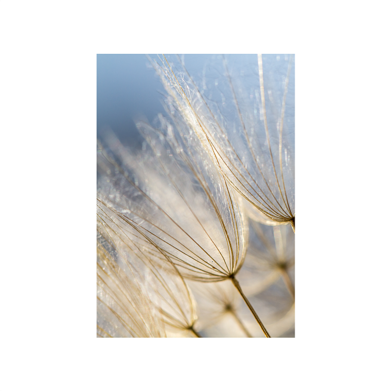 Quadro Decorativo Flores Dente de Leão Delicado 2