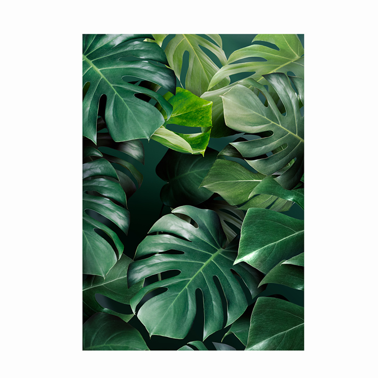 Quadro Decorativo Flores Folhas Costela de Adão 2