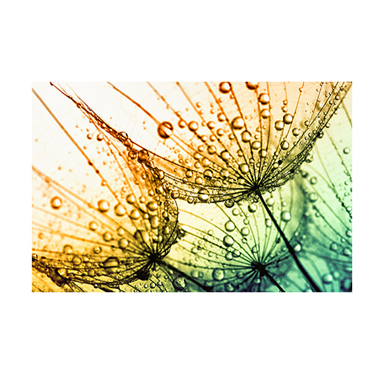 Quadro Decorativo Flores Dente de Leão Cores 2