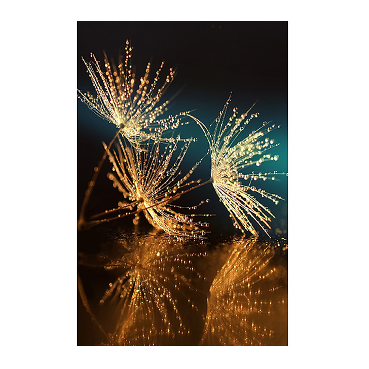 Quadro Decorativo Flores Dente de Leão Reflexo 2