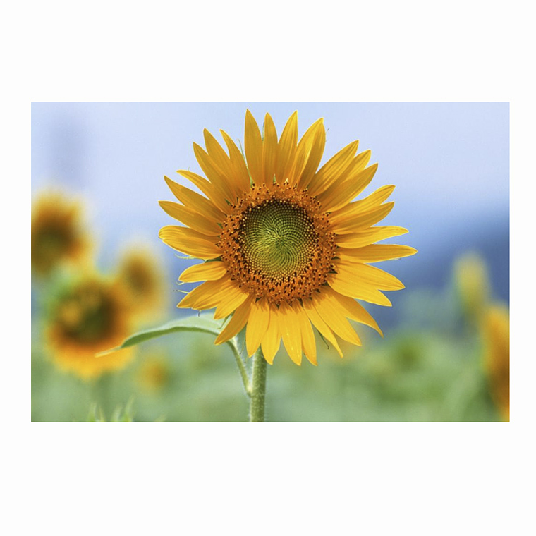 Quadro Decorativo Flores Girassol 2