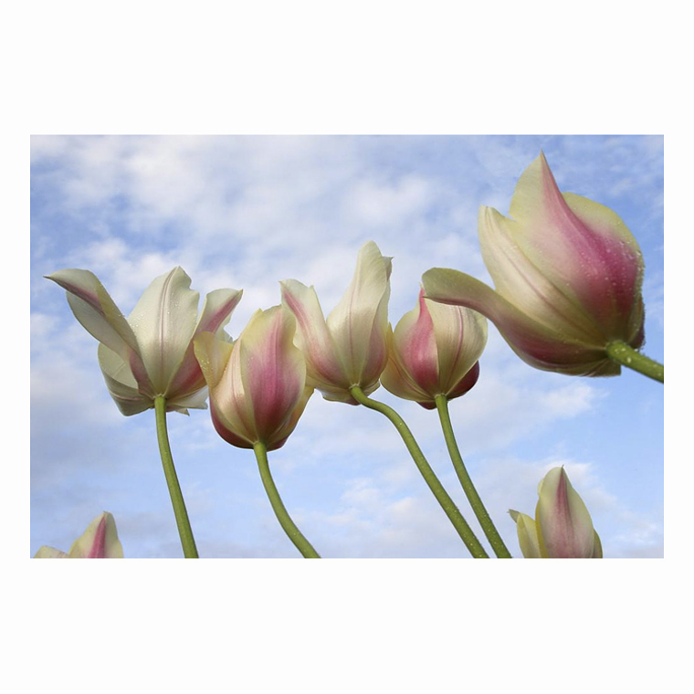 Quadro Decorativo Flores Tulipas 2