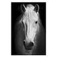 Quadro Decorativo Cavalo Branco Face - Thumbnail 2