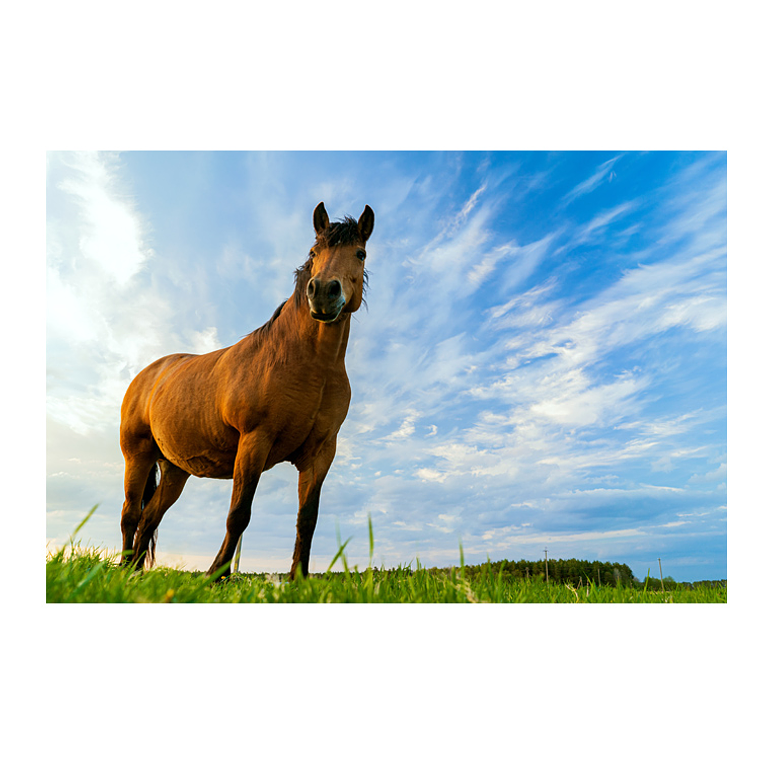 Quadro Decorativo Cavalo Céu Azul 2