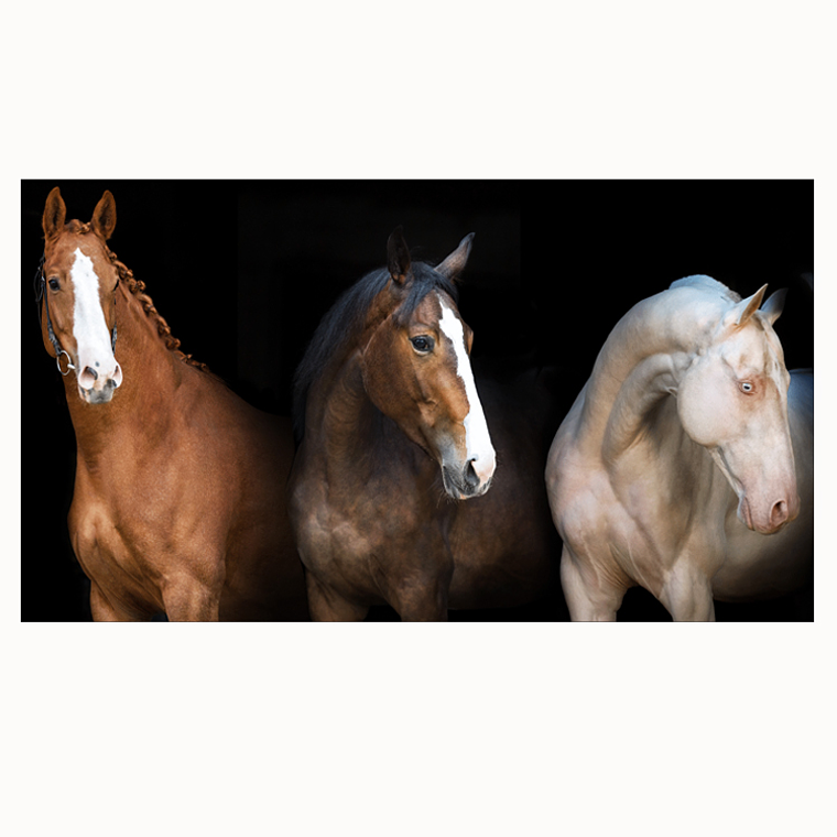 Quadro Decorativo Cavalo Cores 2