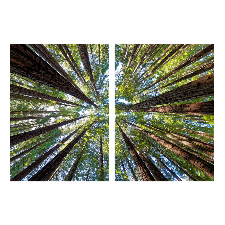 Quadro Decorativo Árvore Copa Kit com 2 Quadros 2