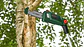 Podador telescópico sem fio Universal ChainPole 18 BOSCH - Thumbnail 2