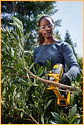 Podadora Sem fio XR18V DCMPP568P1 DEWALT - Miniatura 3