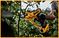 Podadora Sem fio XR18V DCMPP568P1 DEWALT - Miniatura 4