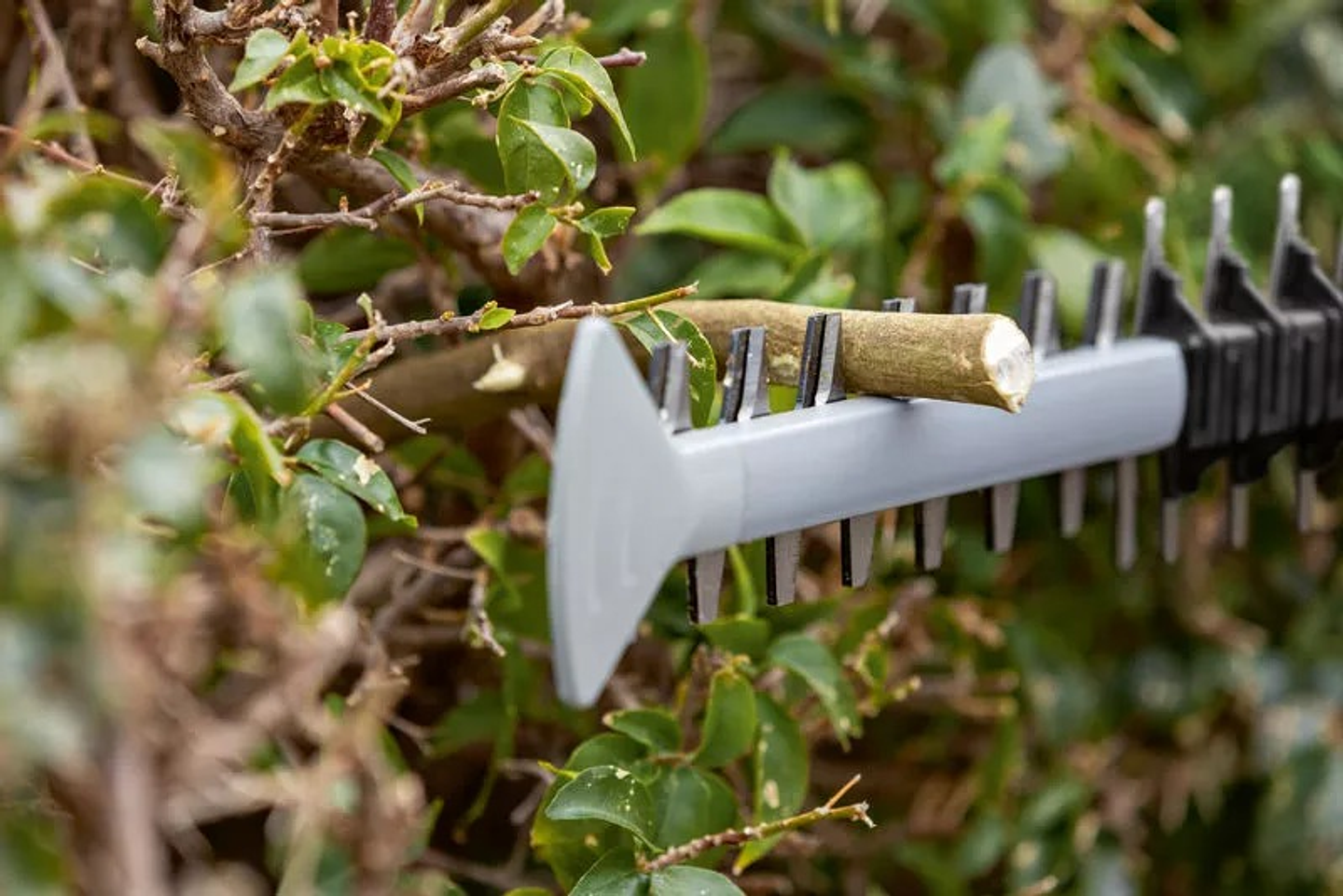 Corta-Sebes sem fio GHE 18V-50 BOSCH 2