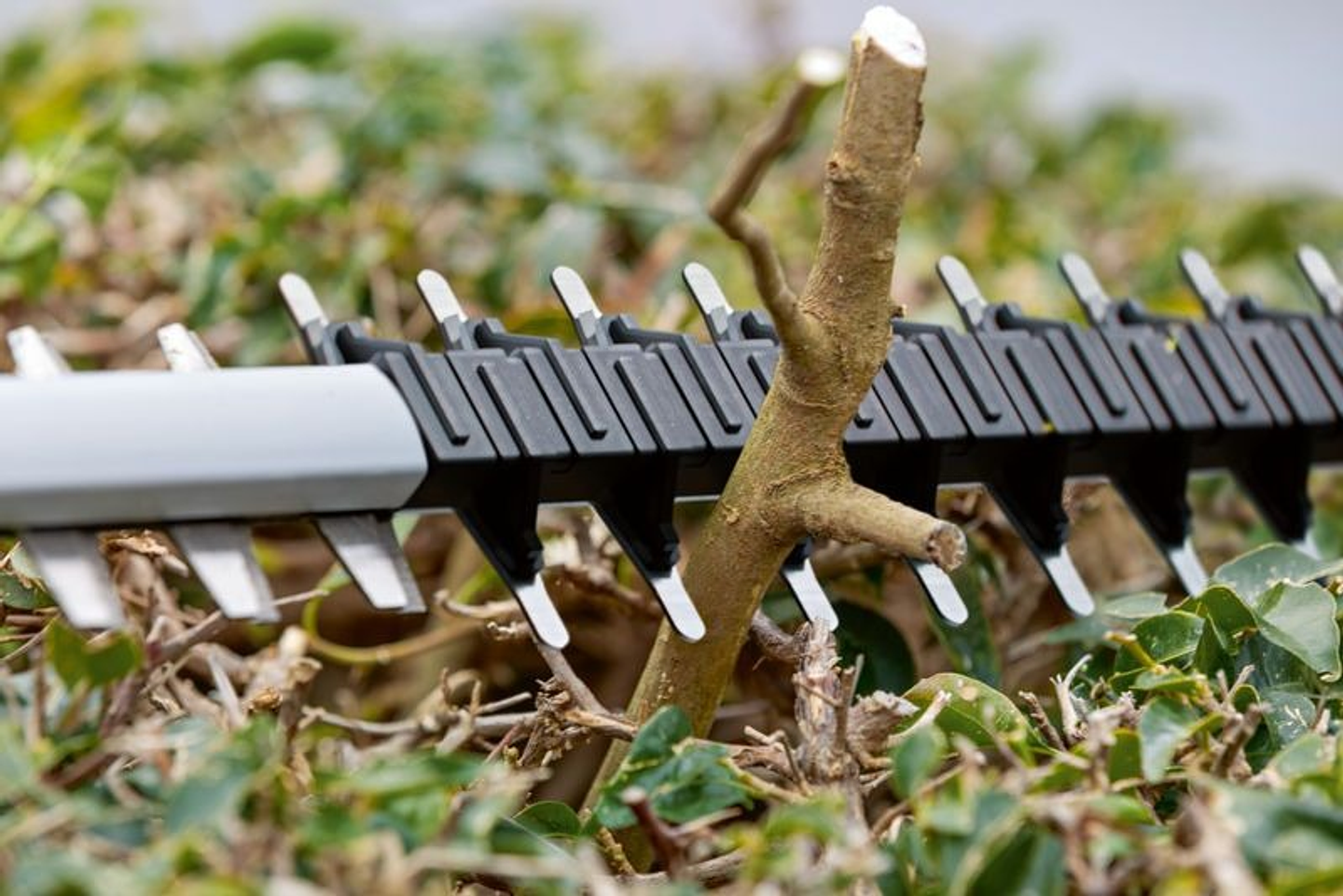 Corta-Sebes sem fio GHE 18V-50 BOSCH 3