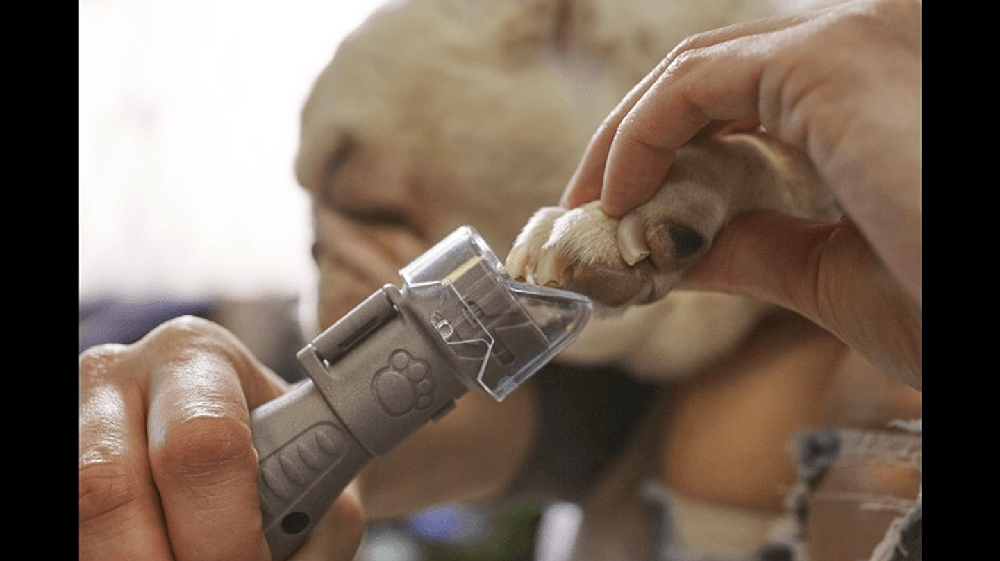 Proteção para unhas de animais de estimação AT02-PGK (AT02-PGK) DREMEL  4