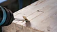 PRO SDS plus Wood Chisel 1 unid. BOSCH - Thumbnail 10