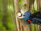 Podadora GGP18V-32 18V Tesoura de Jardim Sem Fio BOSCH - vignette 5