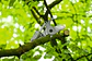 Tesoura de Poda extensível sem fio GGP18V-45EP BOSCH - Thumbnail 2