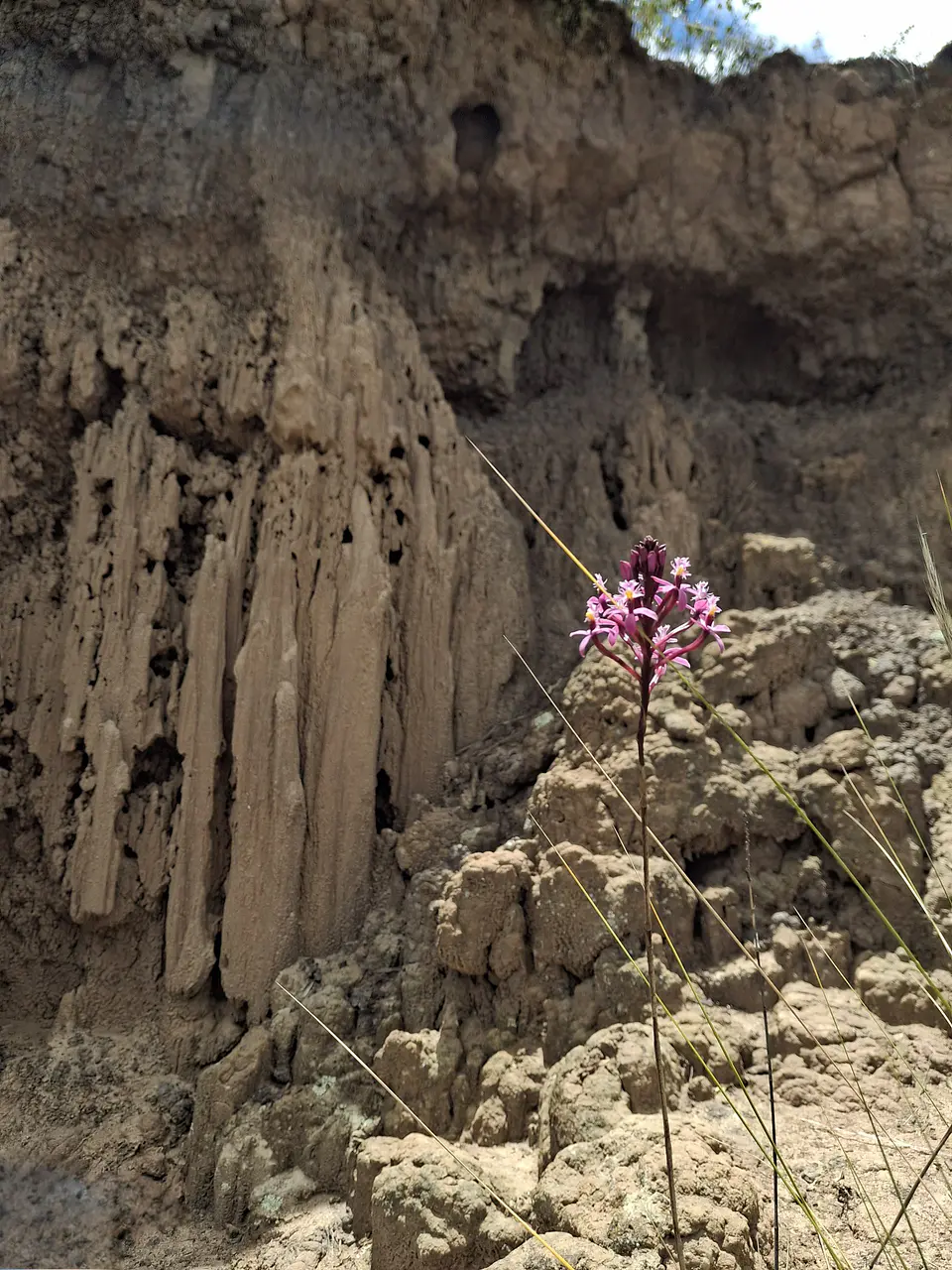 Tour por el Desierto de Checua (La Tatacoita) 4