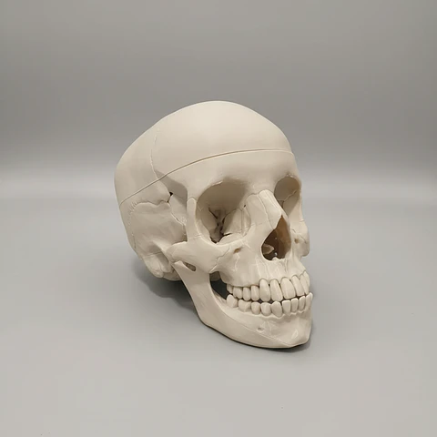 Maqueta de Cráneo Humano – Tamaño Real