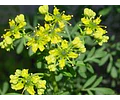 Esencias cosméticas aromas