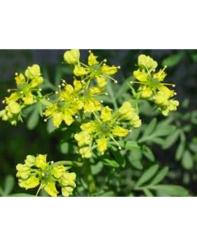 Esencias cosméticas aromas
