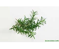 Esencias cosméticas aromas
