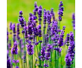 Esencias cosméticas aromas