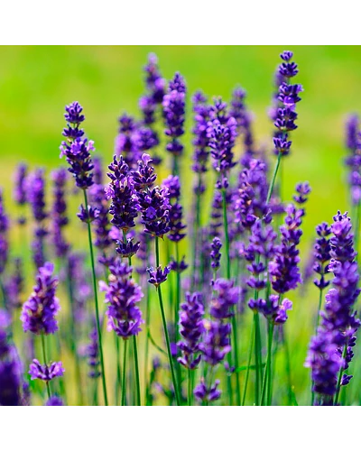 Esencias cosméticas aromas