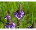 Esencias cosméticas aromas