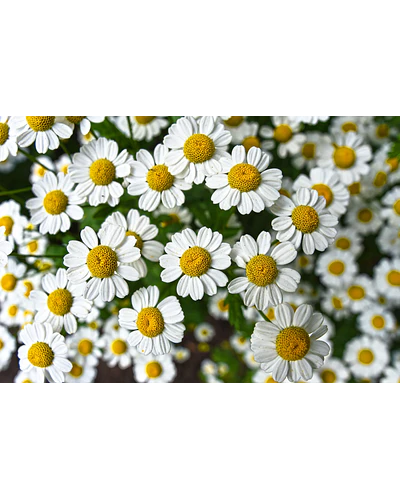 Esencias cosméticas aromas
