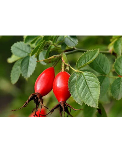 Aceite de Rosa Mosqueta 