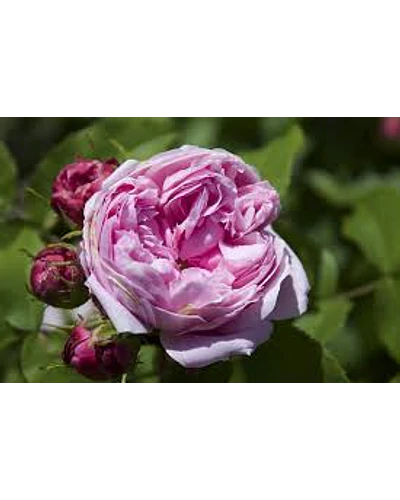 Agua de Rosas