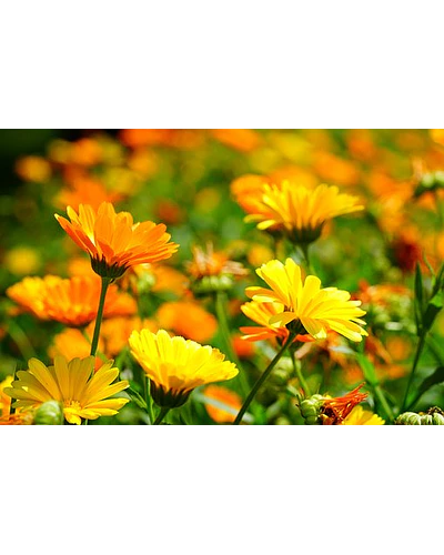 Flor de Calendula 20grs