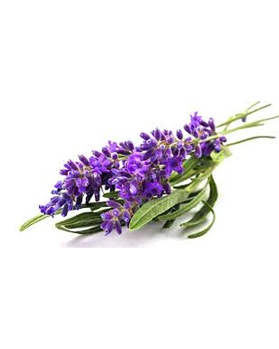 Hidrolato de Lavanda 100ml