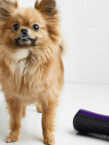 Pet Teezer De-Shedding Dog Grooming Brush Large Purple Grey