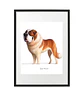 Quadro animais - Cão Saint Bernard - Thumbnail 1