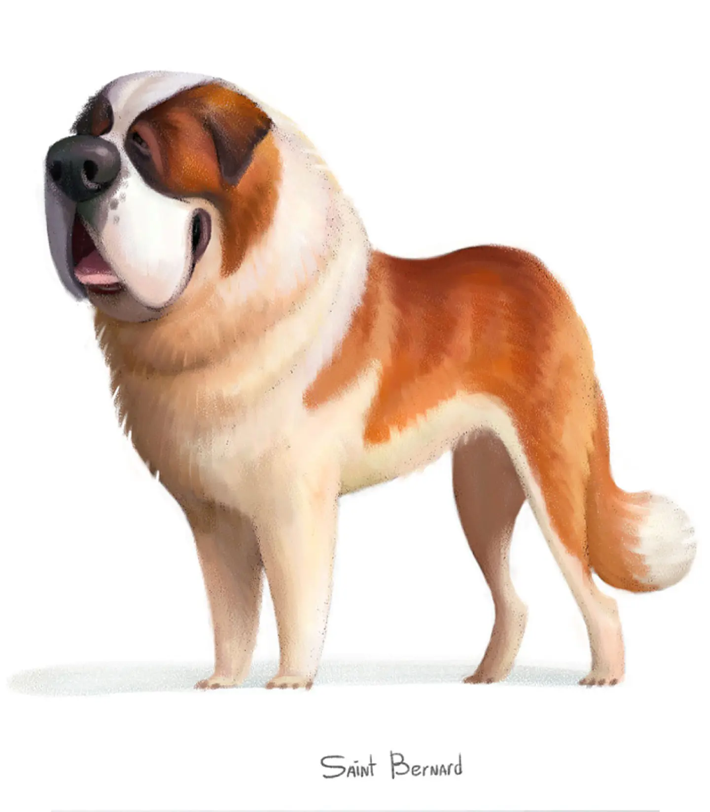 Quadro animais - Cão Saint Bernard 2