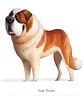Quadro animais - Cão Saint Bernard - Thumbnail 2
