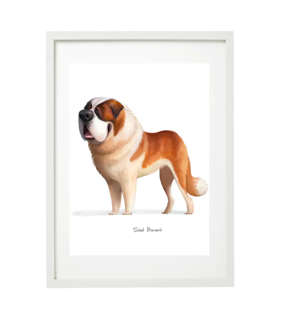 Quadro animais - Cão Saint Bernard 4