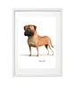 Quadro animais - Cão Bullmastiff - Thumbnail 1