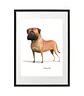 Quadro animais - Cão Bullmastiff - Thumbnail 3