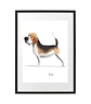 Quadro animais - Beagle - Thumbnail 1