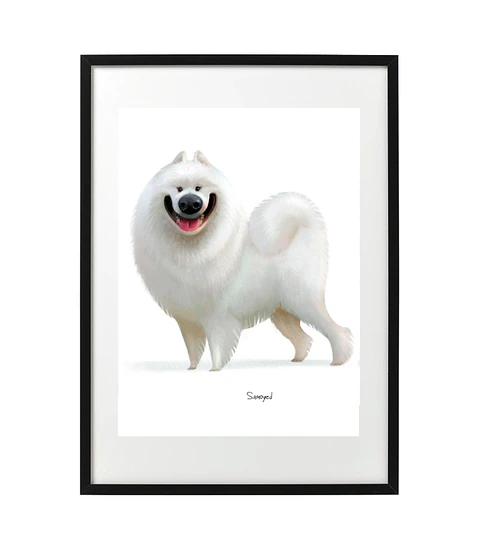 Quadro animais - Samoyed