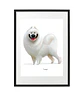 Quadro animais - Samoyed - Thumbnail 1