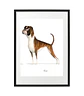 Quadro animais - Boxer - Thumbnail 1