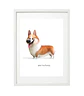 Quadro animais - Corgi - Thumbnail 1
