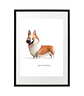 Quadro animais - Corgi - Thumbnail 3