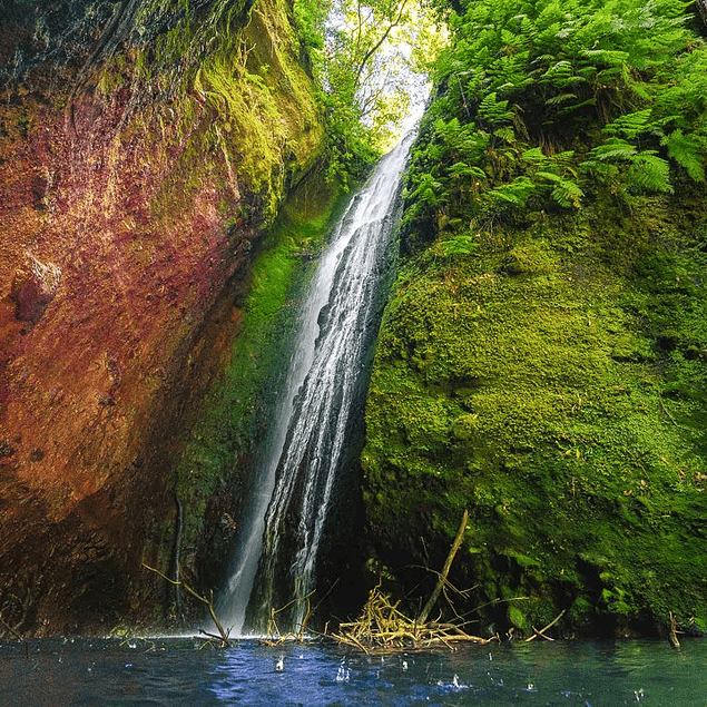 LEVADA KRÓLA