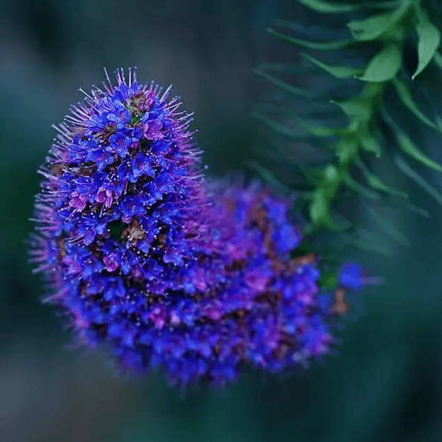 MAROÇOS E VALE DAS MIMOSAS