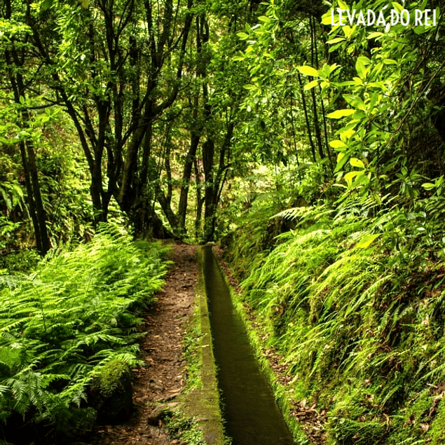 LEVADA VOM KÖNIG