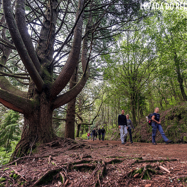 LEVADA AF KONGEN